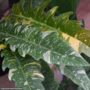 Philodendron – Ring Of Fire – 6″ Pot